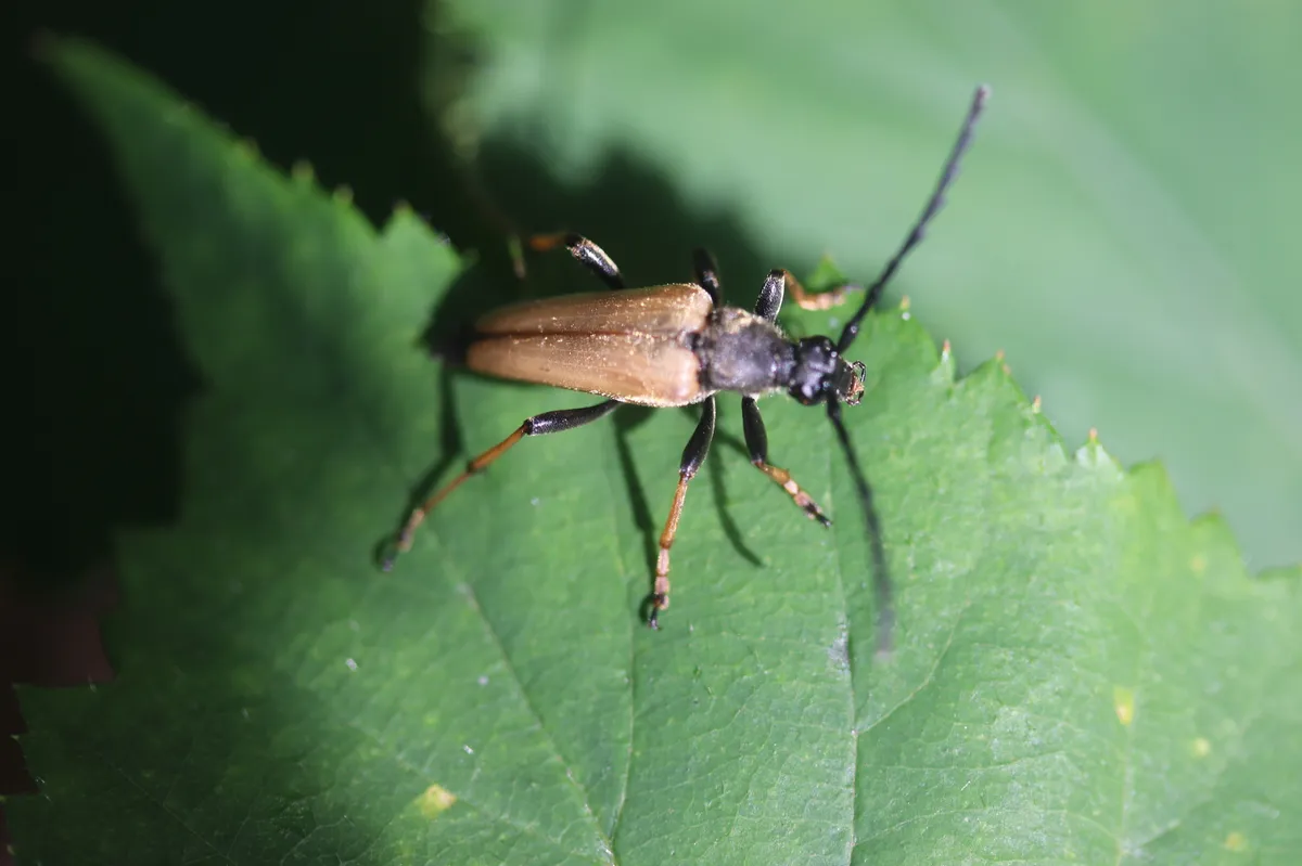 Red Longhorn Beetle