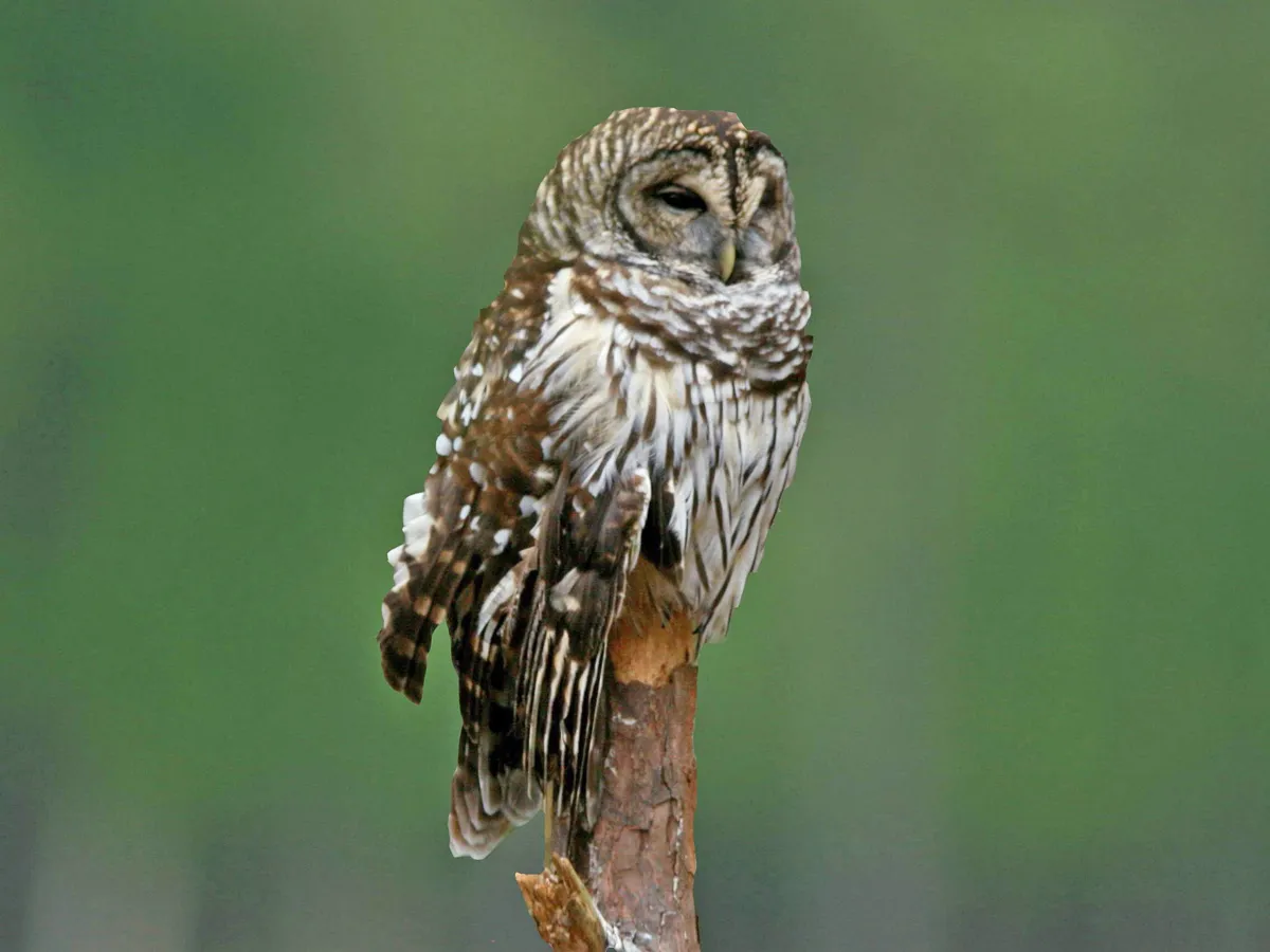 Búho Rayado