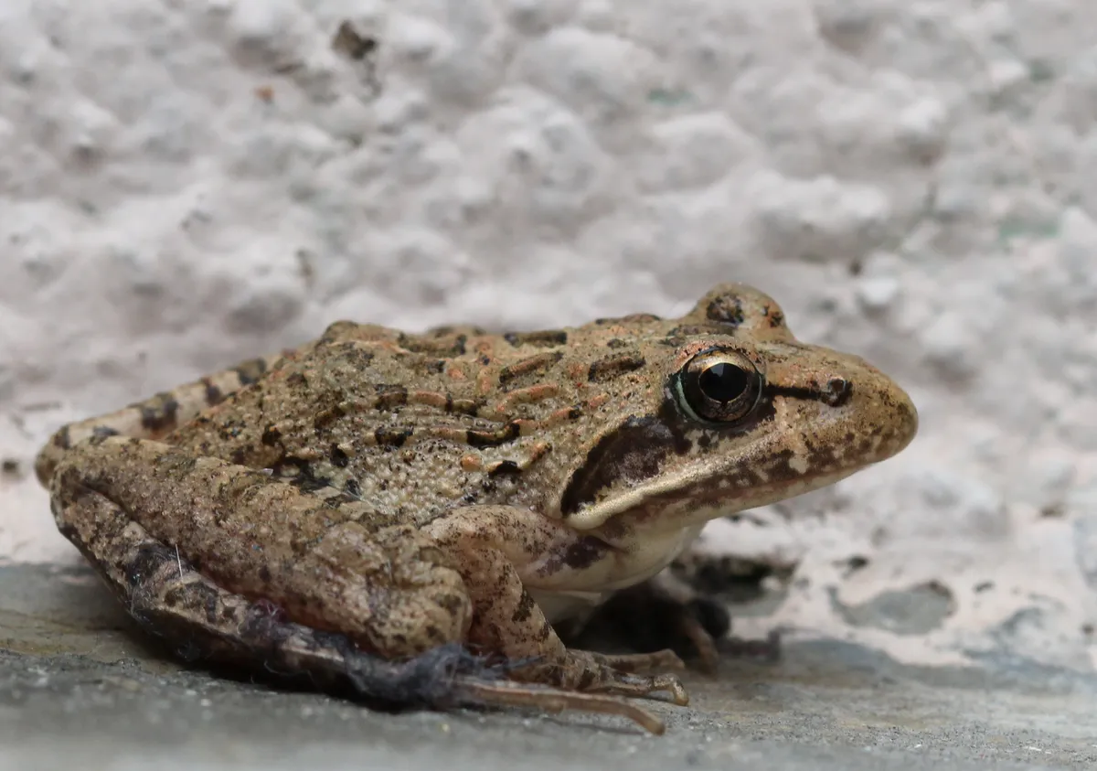 Clicking Stream Frog