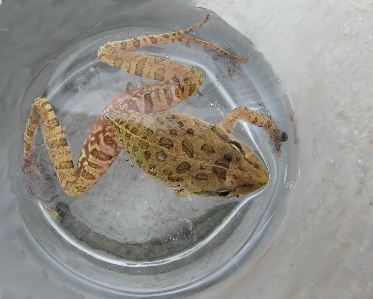 Clicking Stream Frog