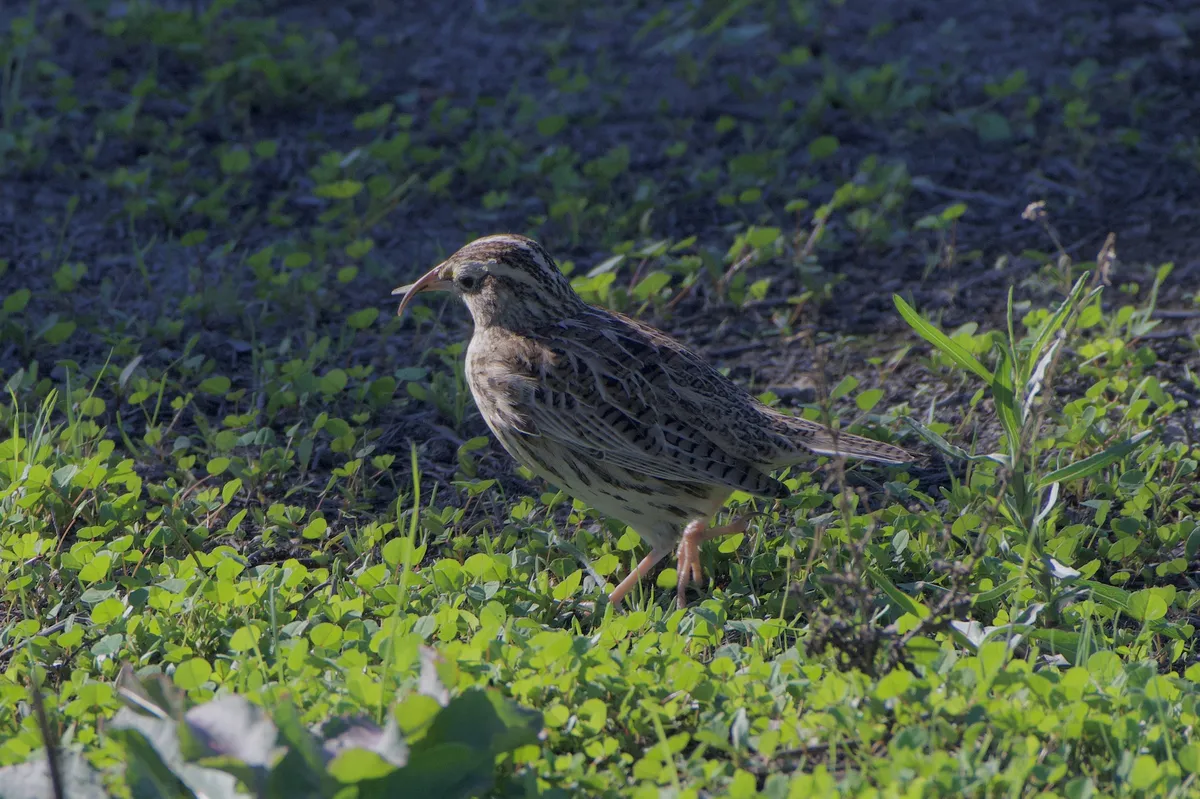 Western Meadowlark