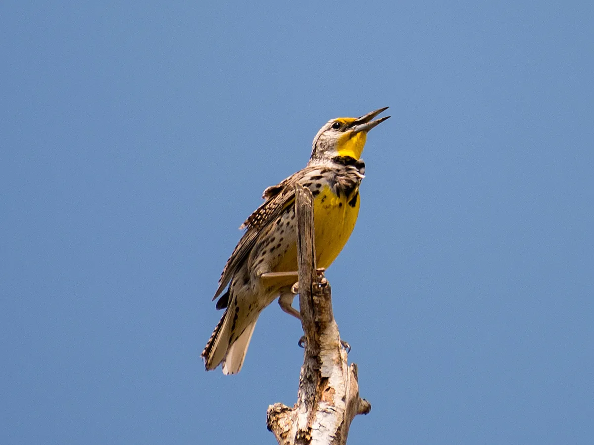 Western Meadowlark