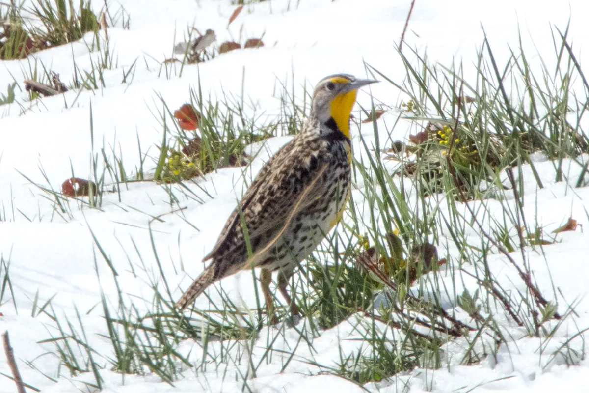Western Meadowlark