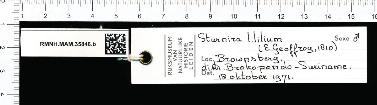 Little Yellow-Shouldered Bat