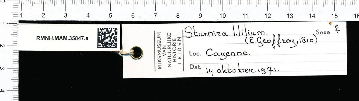 Little Yellow-Shouldered Bat