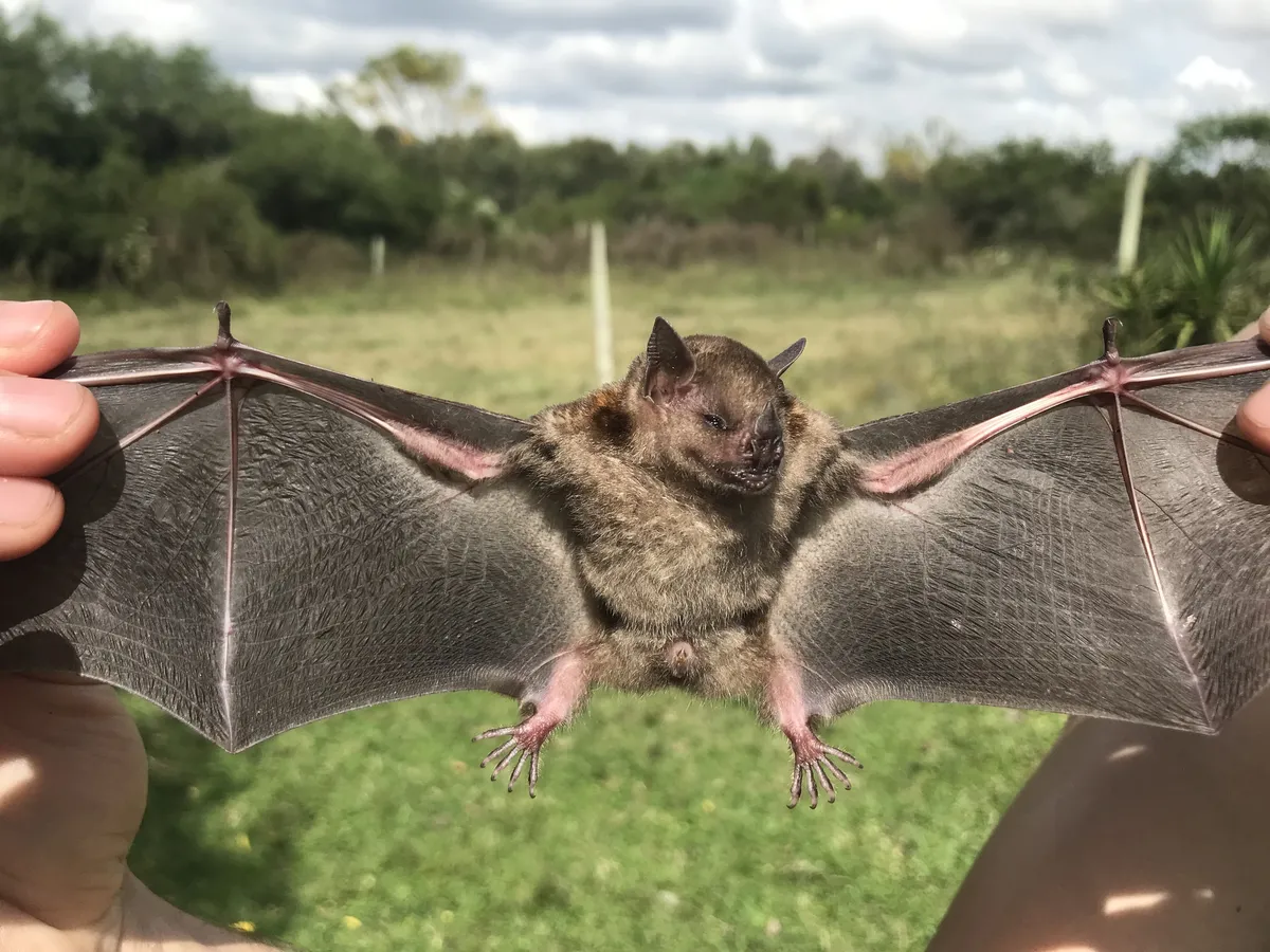Little Yellow-Shouldered Bat