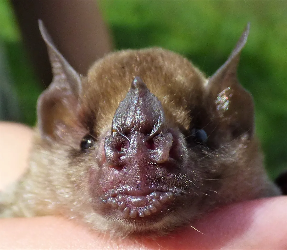 Little Yellow-Shouldered Bat