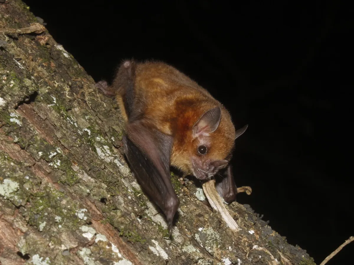 Northern Yellow-shouldered Bat