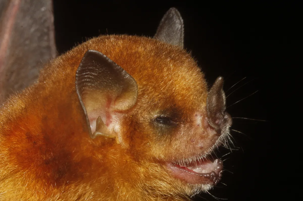 Northern Yellow-shouldered Bat