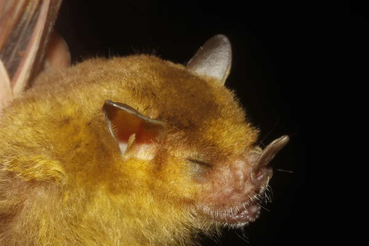 Northern Yellow-shouldered Bat