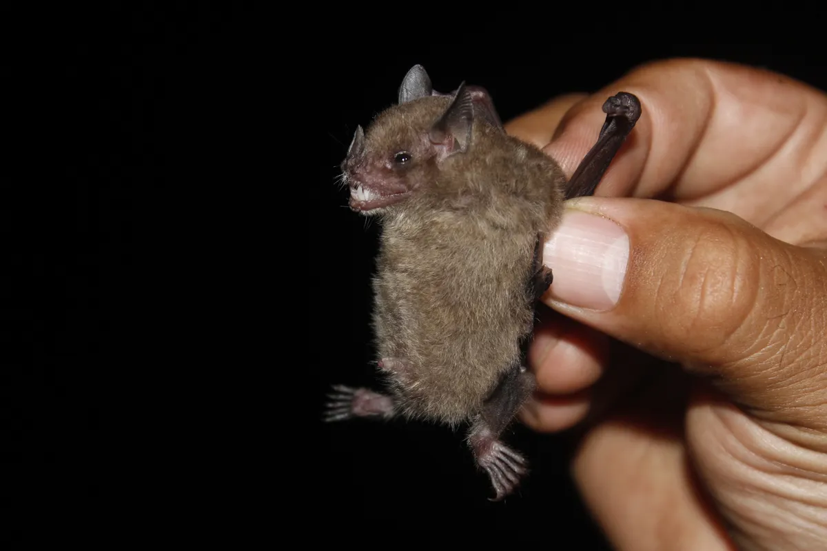 Northern Yellow-shouldered Bat