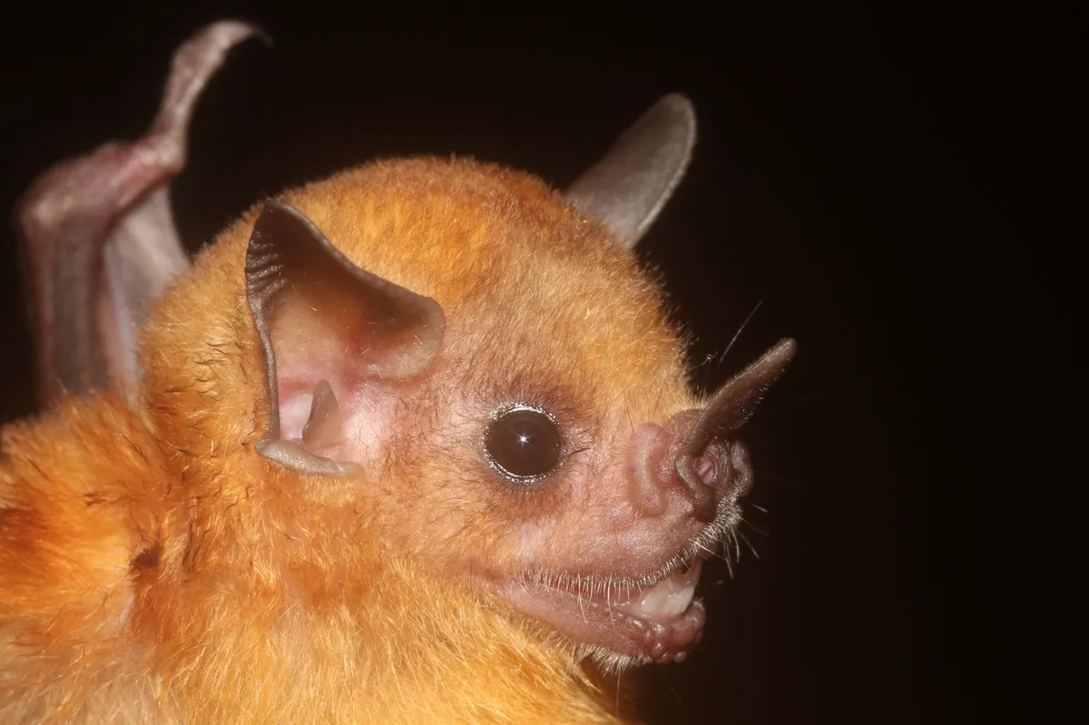 Northern Yellow-shouldered Bat