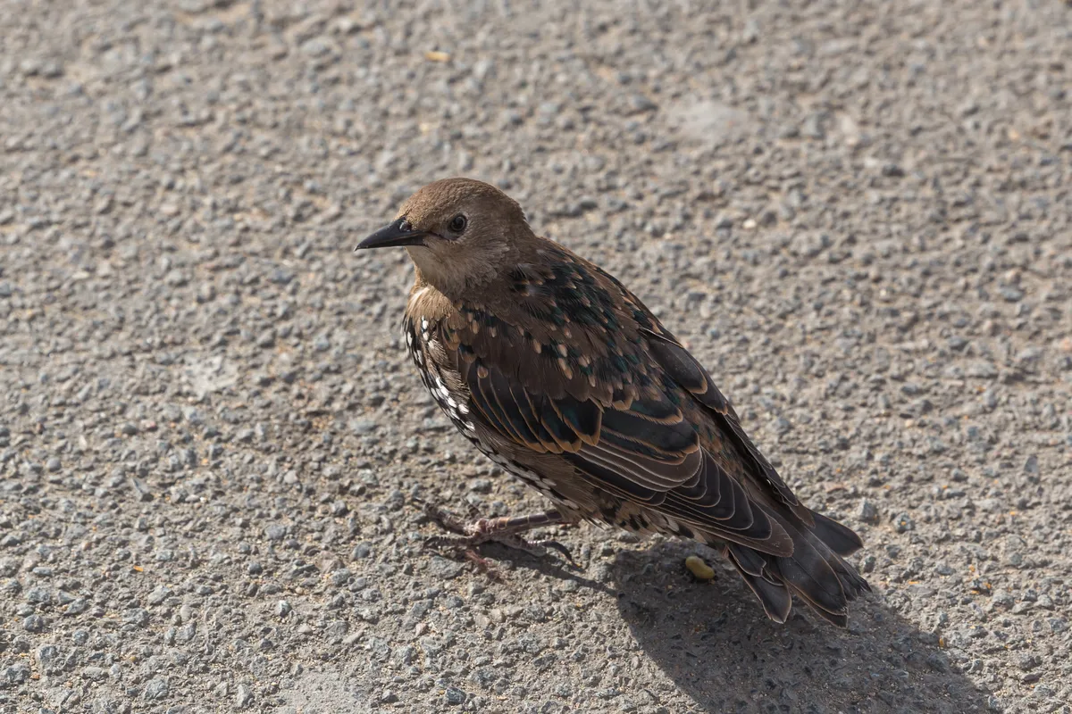 Estornino Pinto / Estornino Europeo