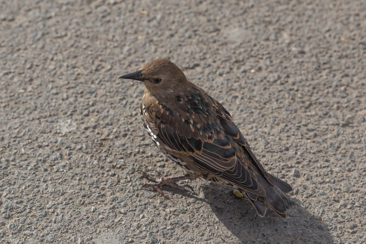 Estornino Pinto / Estornino Europeo