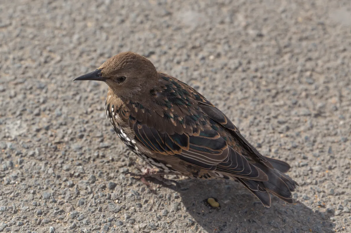 Estornino Pinto / Estornino Europeo