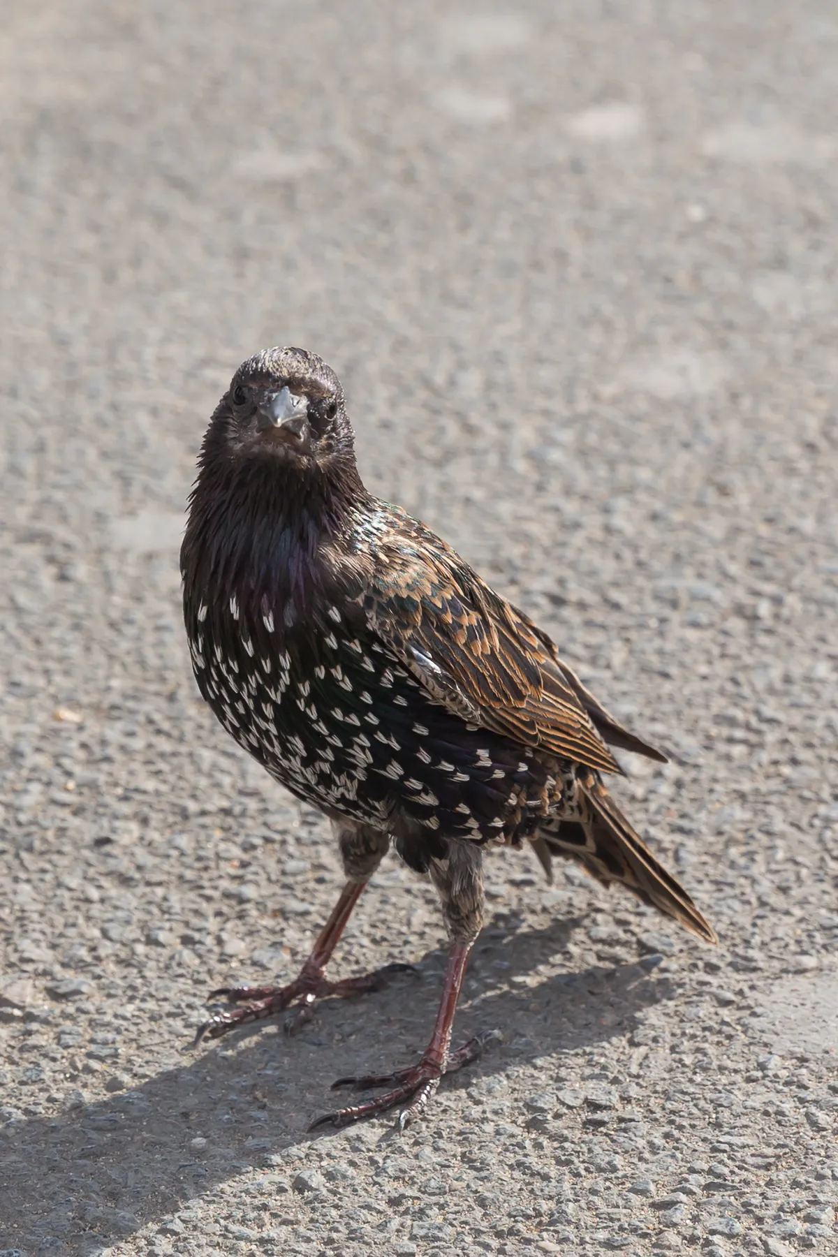 Estornino Pinto / Estornino Europeo