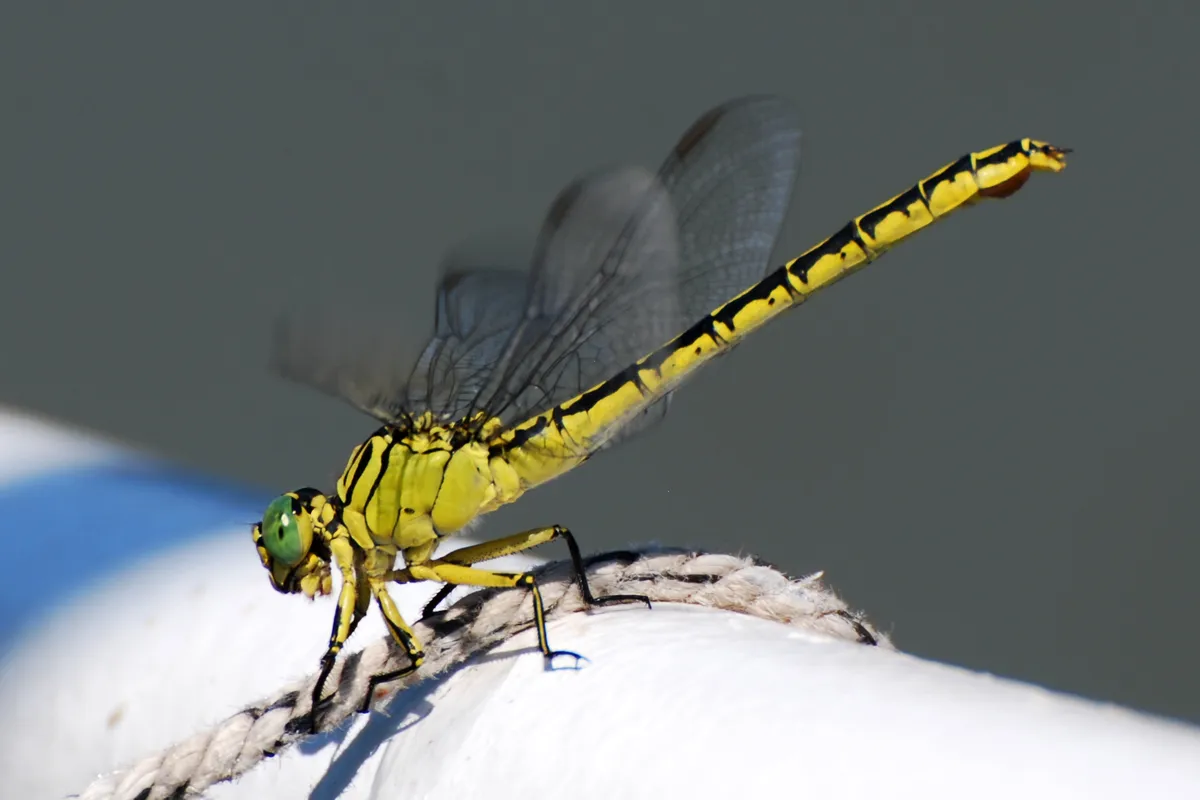 Yellow-legged Club-tailed Dragonfly
