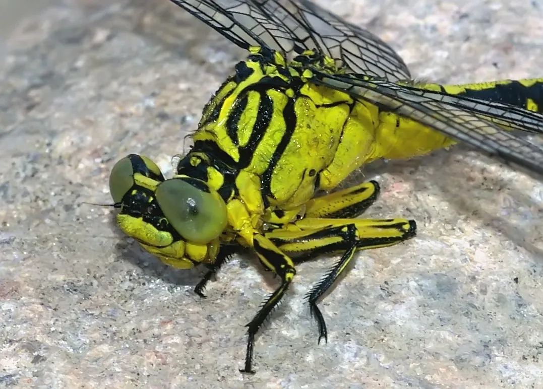 Yellow-legged Club-tailed Dragonfly