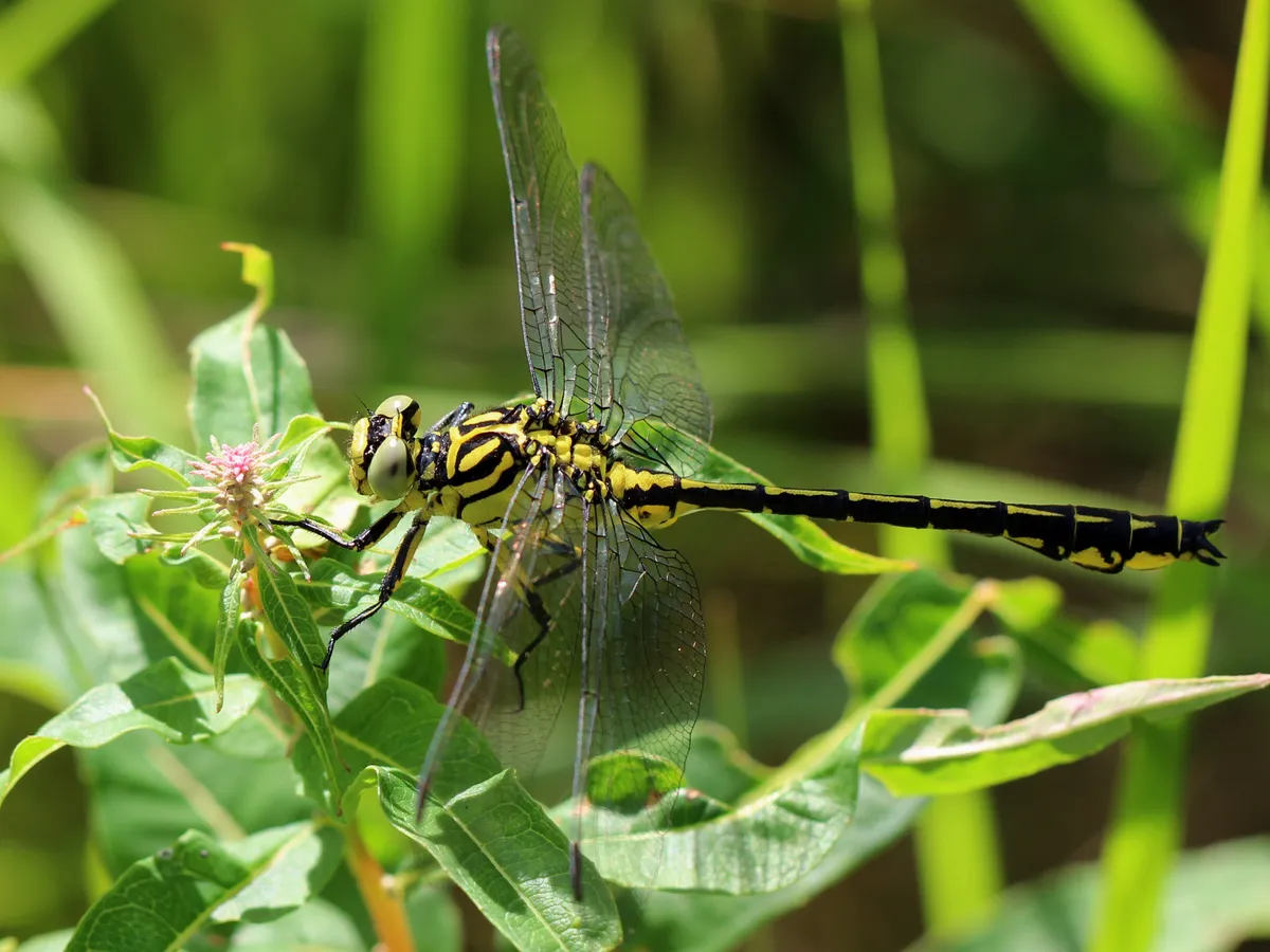 Yellow-legged Club-tailed Dragonfly
