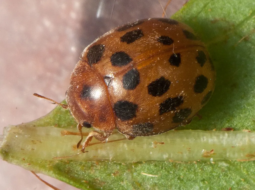 Subcoccinella vigintiquatuorpunctata