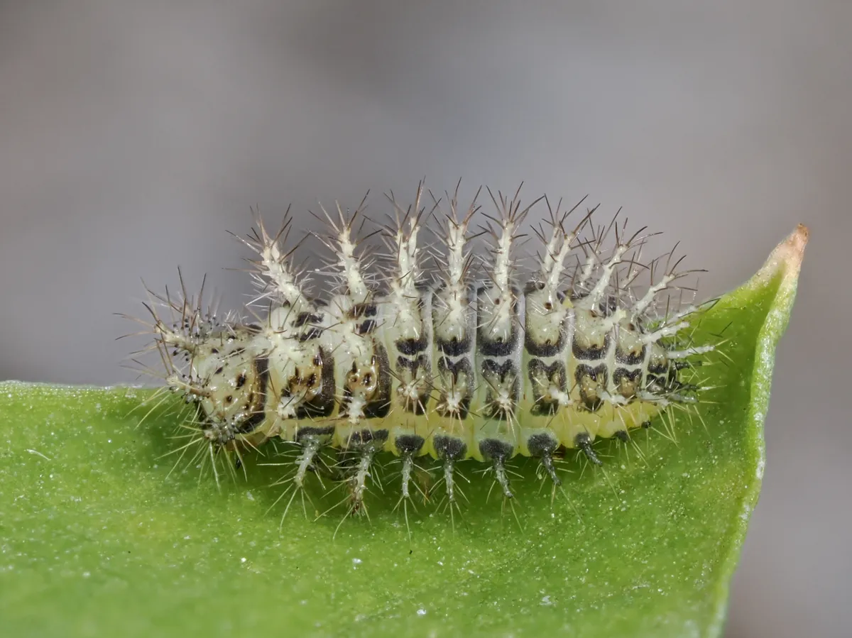 Mariquita de Veinticuatro Puntos