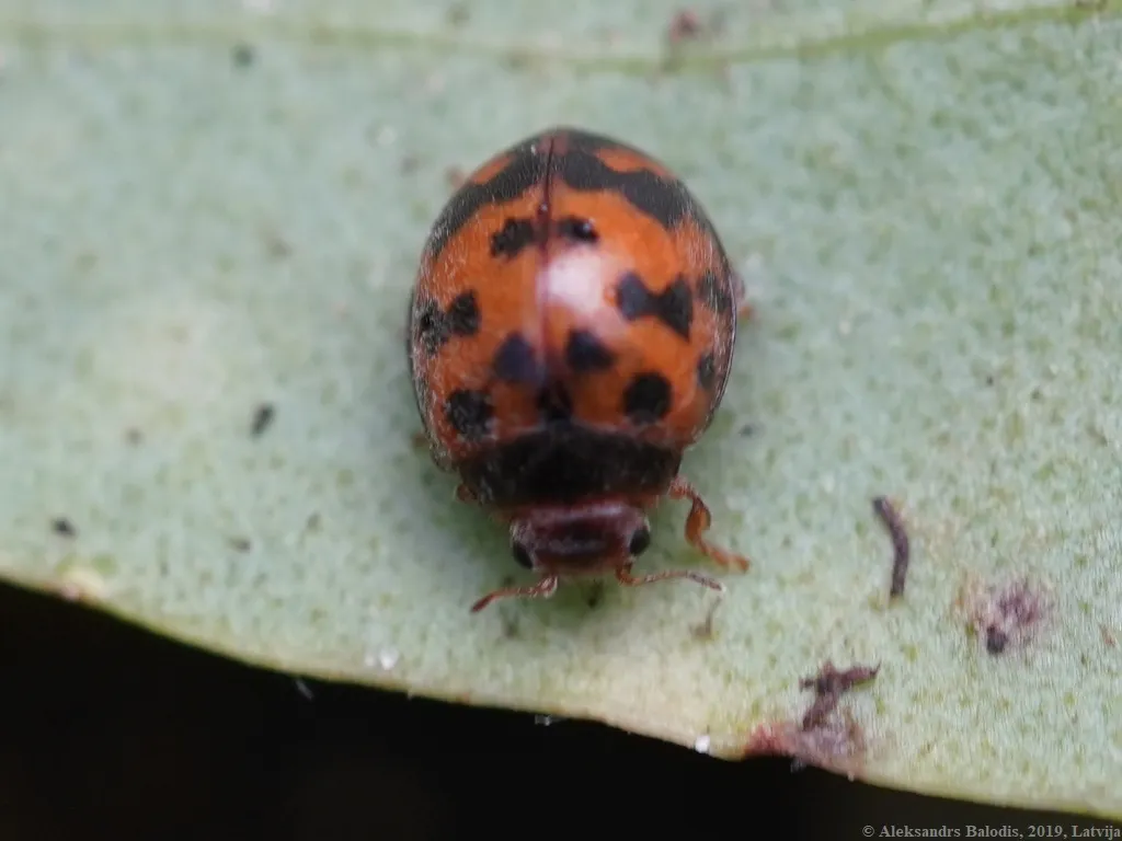 Mariquita de Veinticuatro Puntos