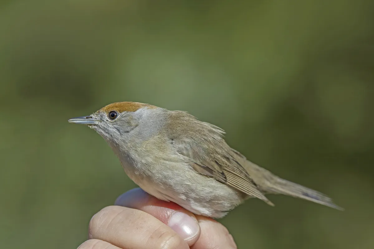 Eurasian Blackcap