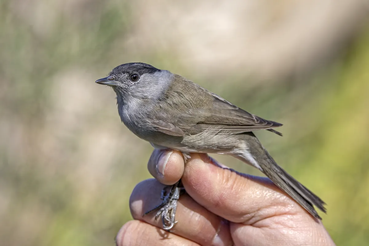 Eurasian Blackcap