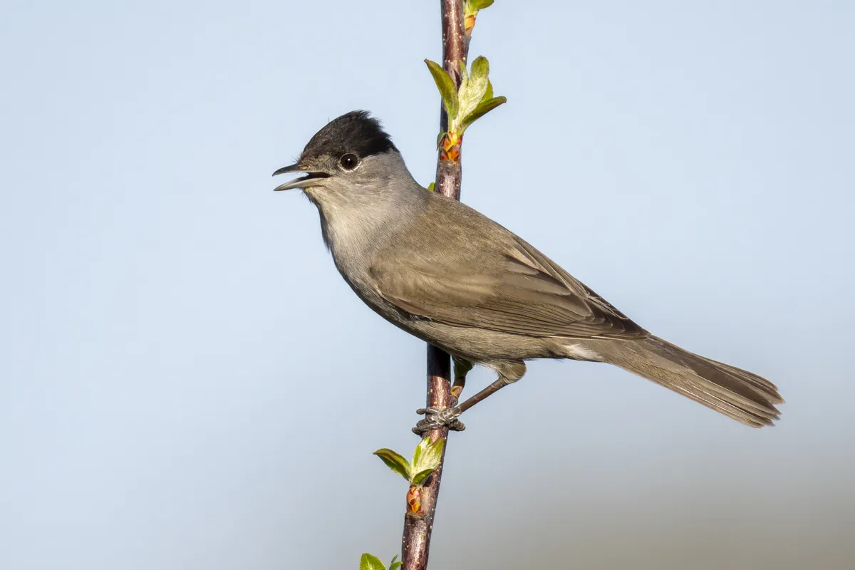 Eurasian Blackcap