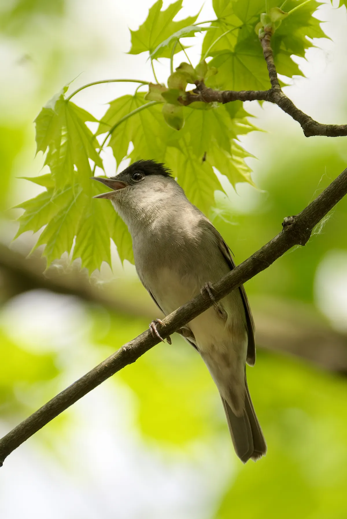 Eurasian Blackcap
