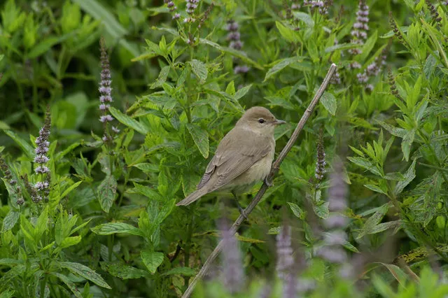 Garden Warbler