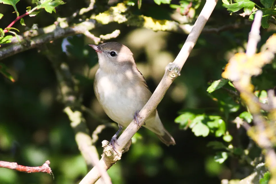 Garden Warbler
