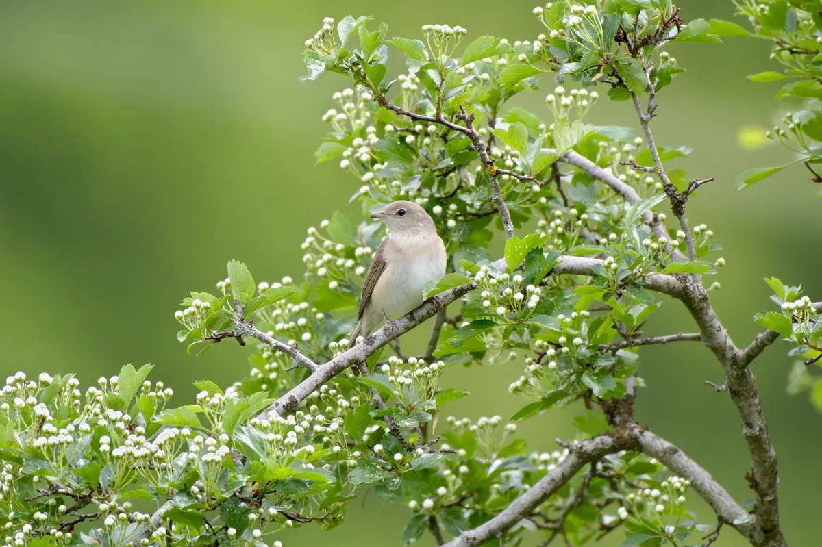 Garden Warbler