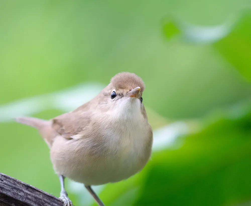 Garden Warbler