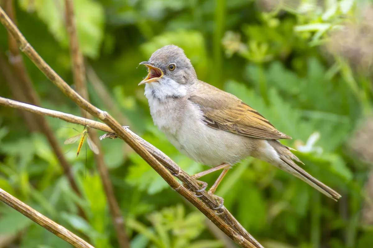 Greater Whitethroat