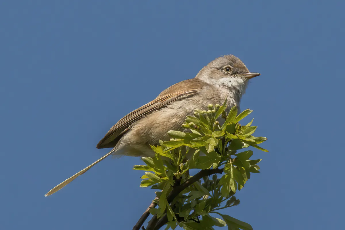 Greater Whitethroat