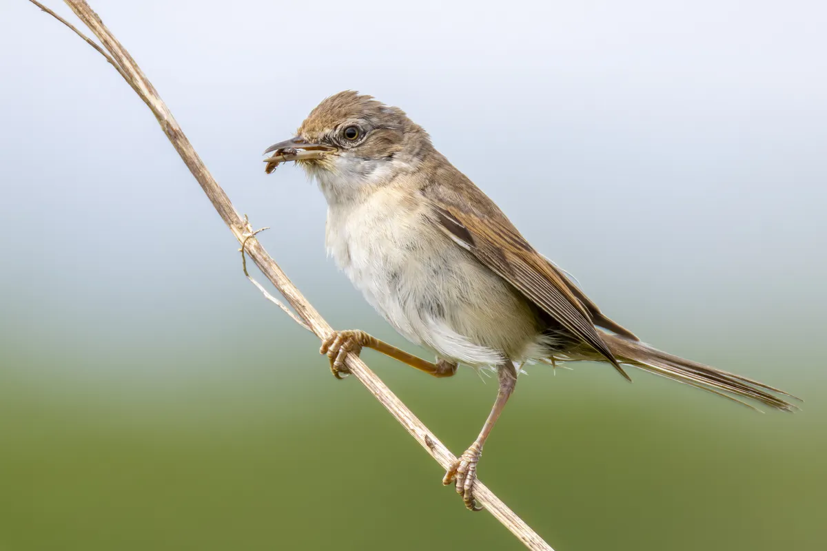 Greater Whitethroat