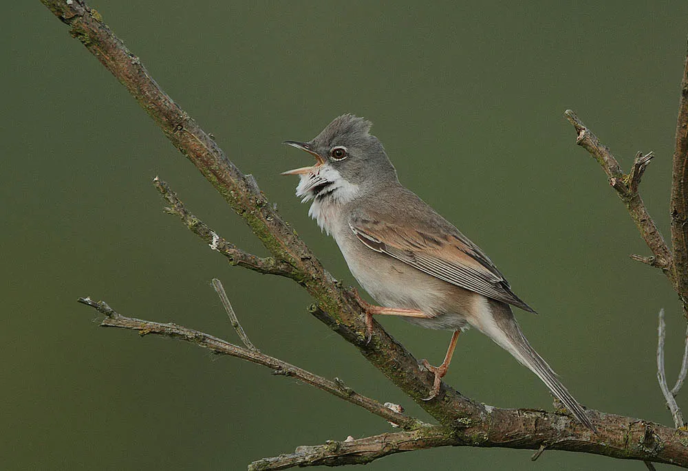 Greater Whitethroat