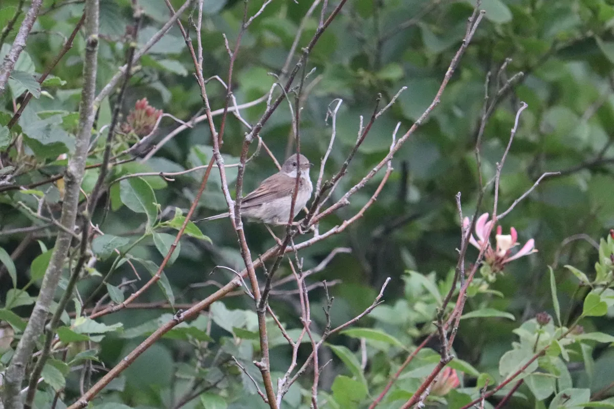 Greater Whitethroat