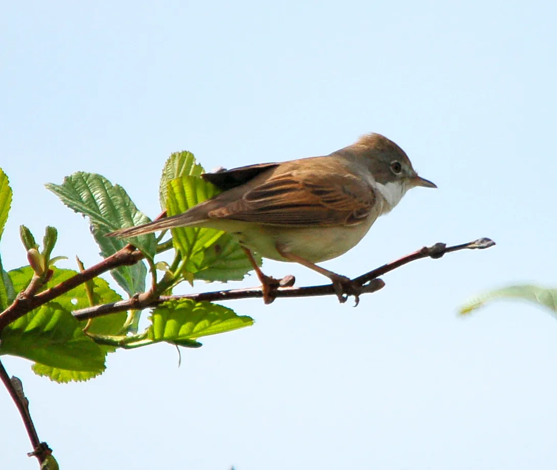 Greater Whitethroat