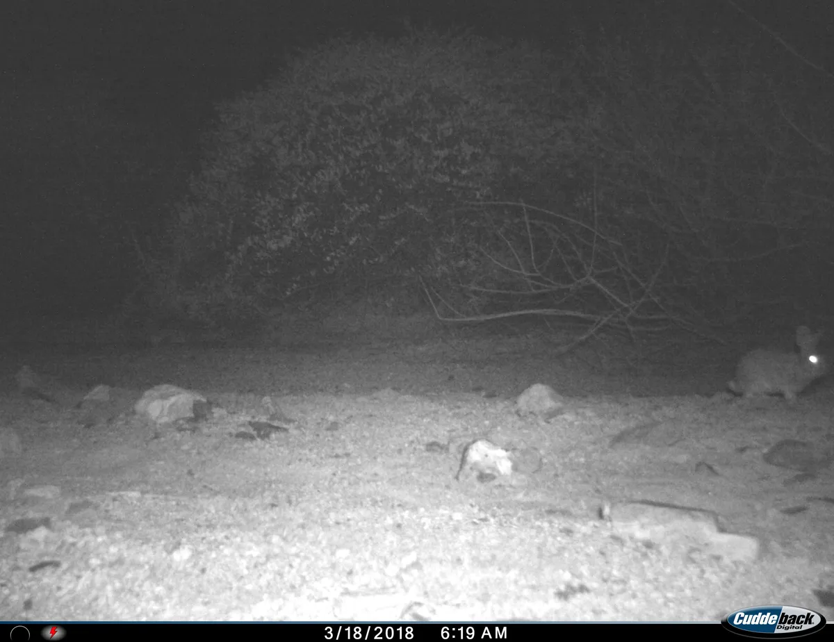 Sylvilagus audubonii