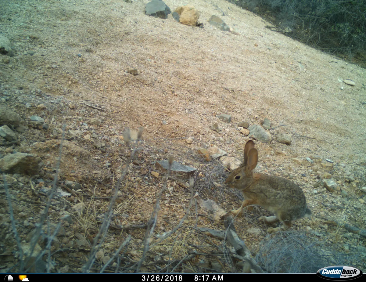 Conejo del Desierto de Audubon