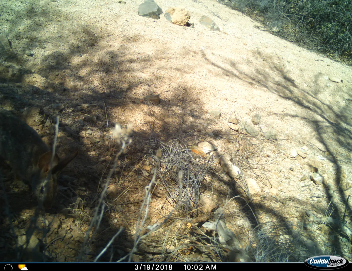 Conejo del Desierto de Audubon