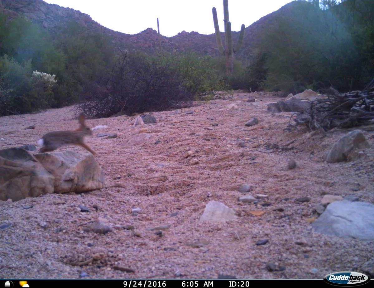 Conejo del Desierto de Audubon