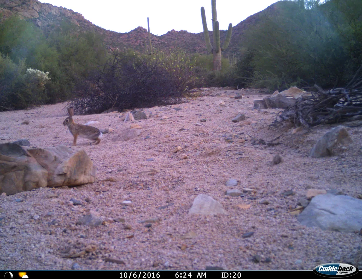 Conejo del Desierto de Audubon