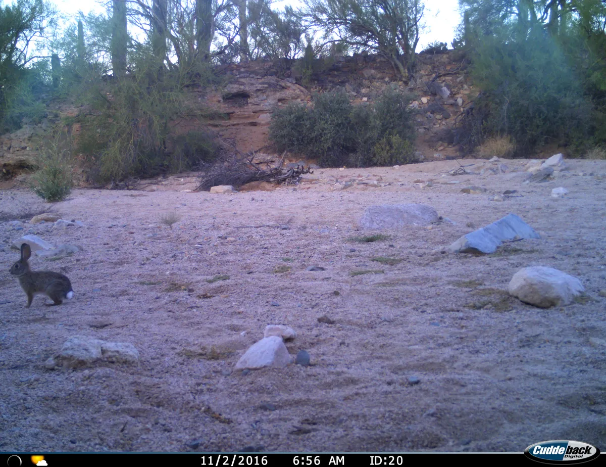 Conejo del Desierto de Audubon