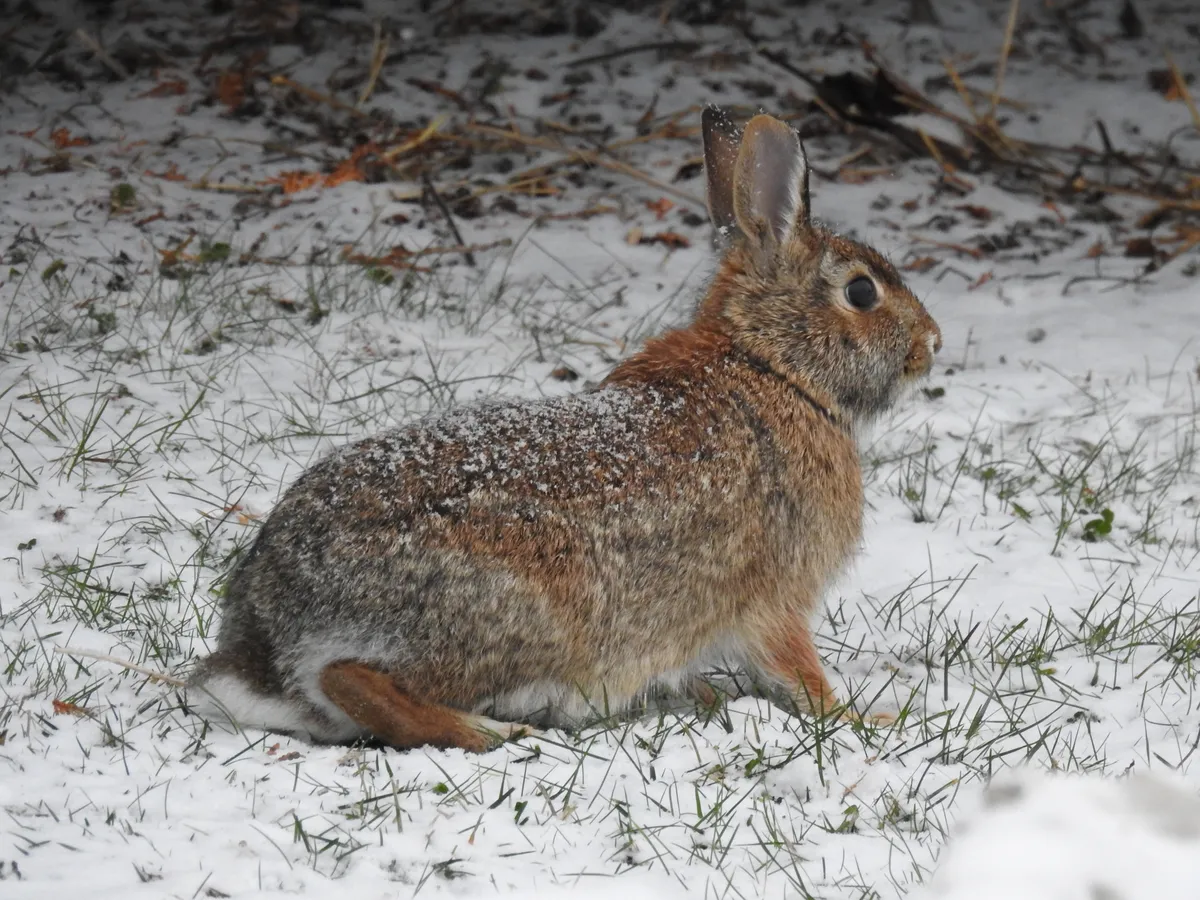 Sylvilagus floridanus
