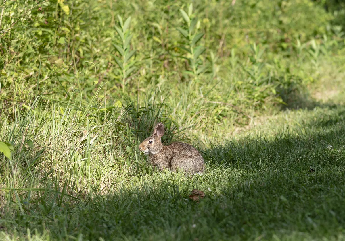 Conejo Coliblanco Oriental