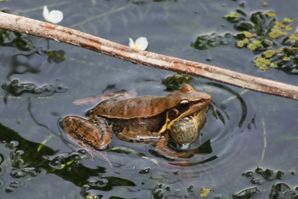 Günther's Leaf-litter Frog