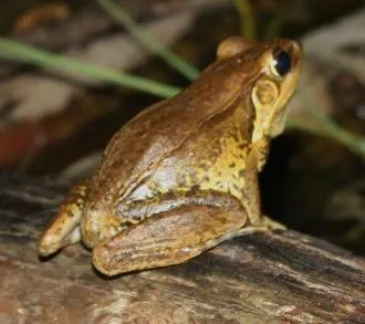 Günther's Leaf-litter Frog